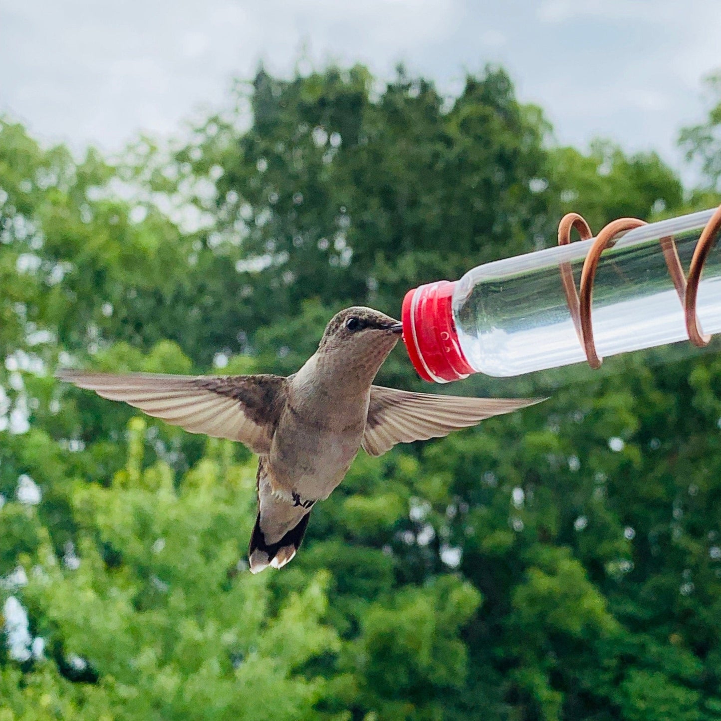 Cilifer®Geometric Window Hummingbird Feeder🐦