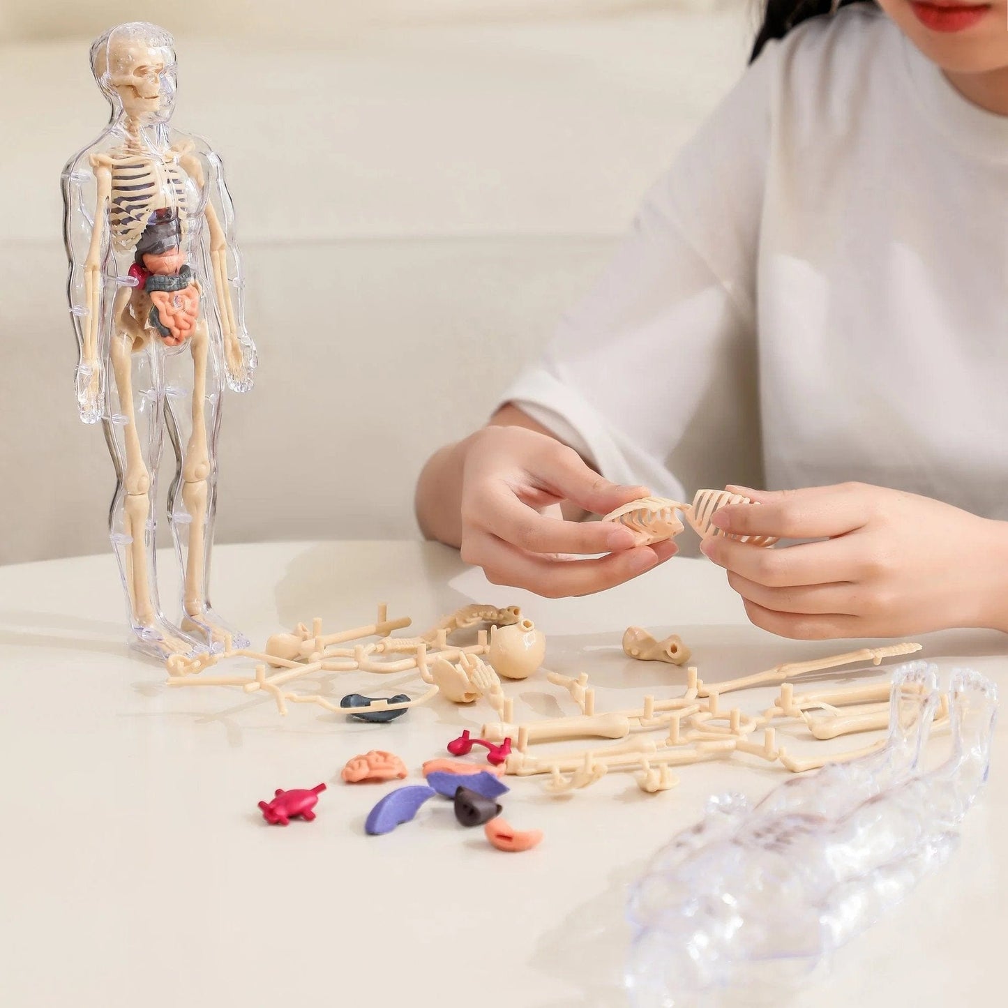 Cilifer®🏆Flash Sale⚡Human Body Model for Kids - STEM Anatomy Toy with Removable Organs