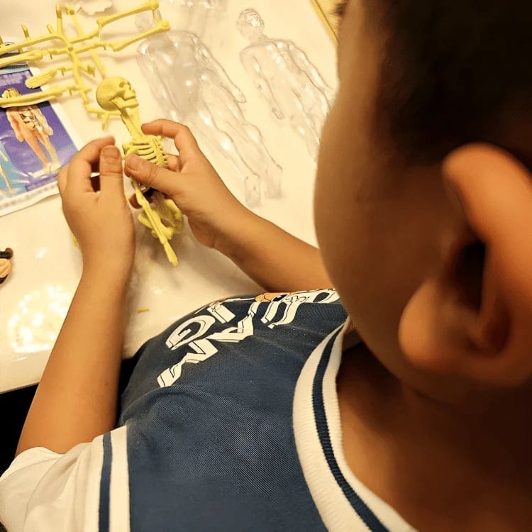 Cilifer®🏆Flash Sale⚡Human Body Model for Kids - STEM Anatomy Toy with Removable Organs