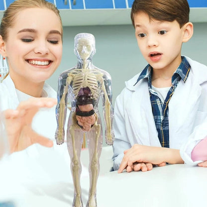 Cilifer®🏆Flash Sale⚡Human Body Model for Kids - STEM Anatomy Toy with Removable Organs