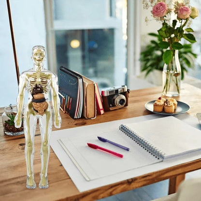 Cilifer®🏆Flash Sale⚡Human Body Model for Kids - STEM Anatomy Toy with Removable Organs