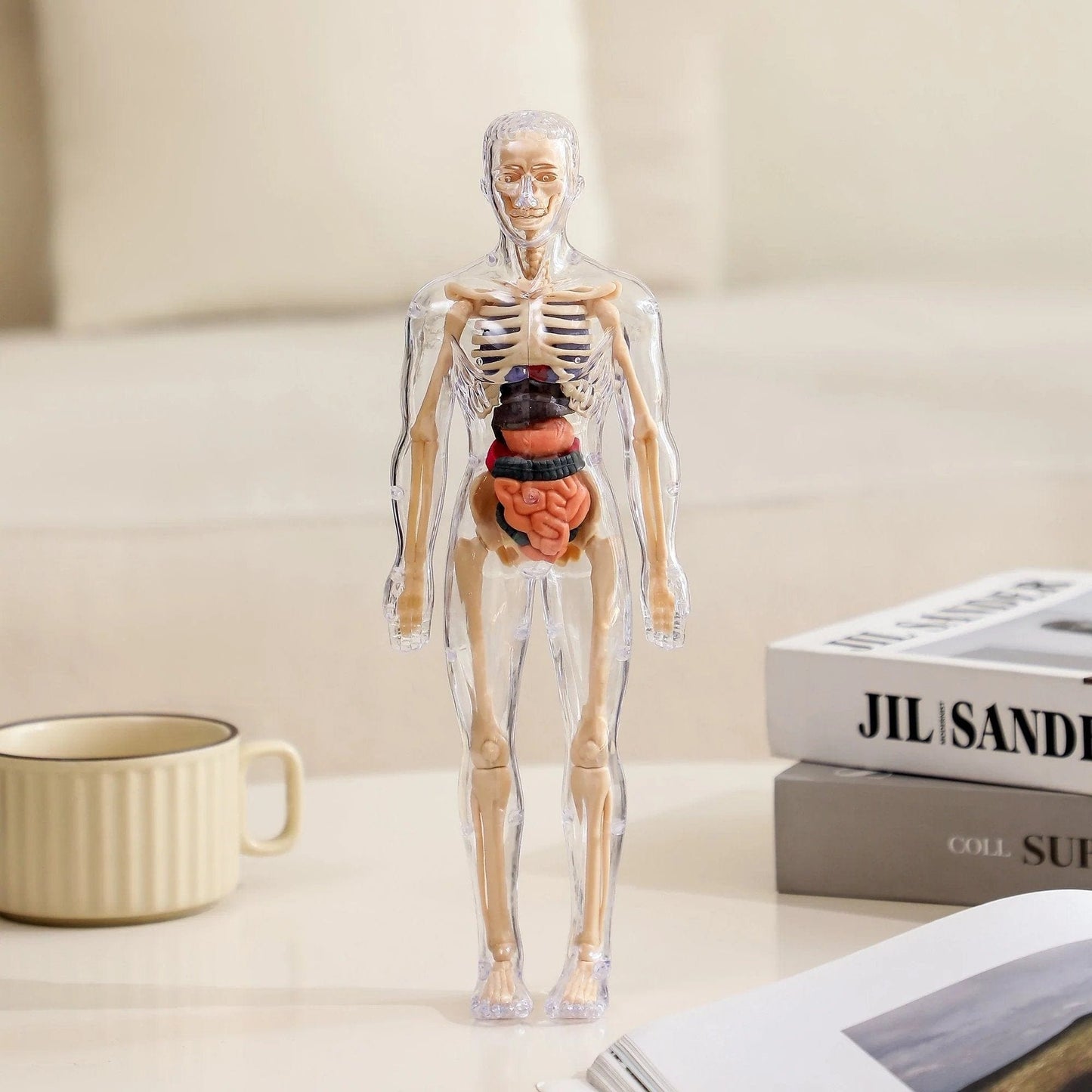 Cilifer®🏆Flash Sale⚡Human Body Model for Kids - STEM Anatomy Toy with Removable Organs