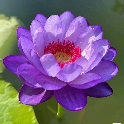 Cilifer®The Sacred Bonsai Bowl Lotus Flower Seeds