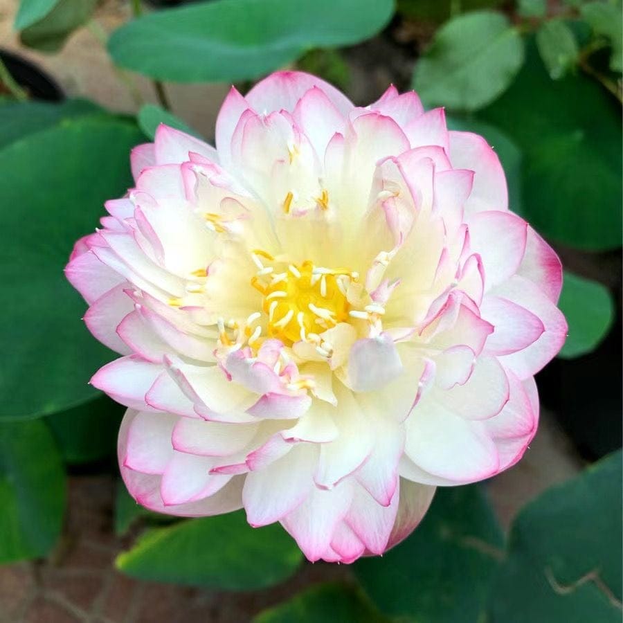 Cilifer®The Sacred Bonsai Bowl Lotus Flower Seeds